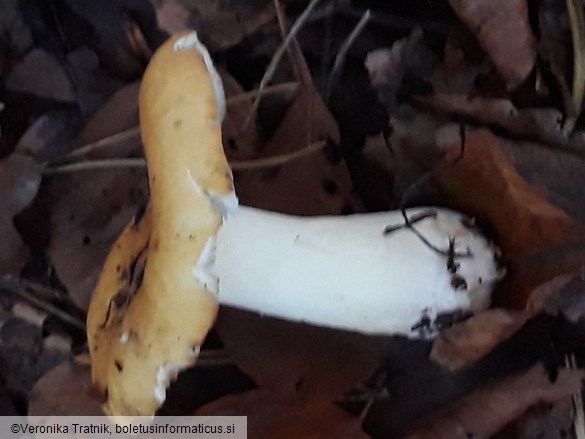 Russula ochroleuca