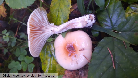 Hygrophorus discoideus