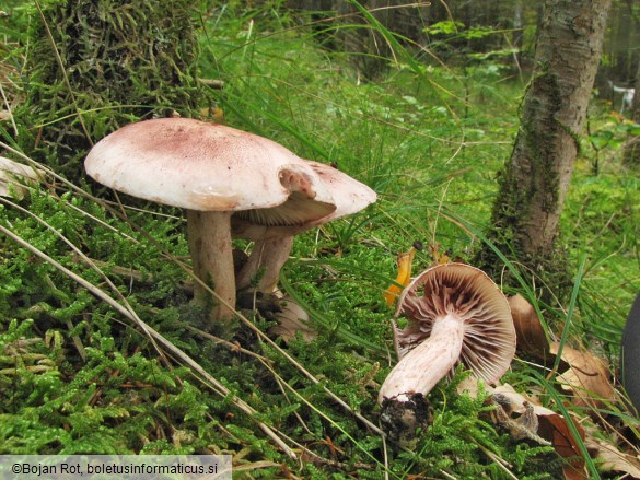 Hygrophorus erubescens