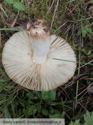 Russula foetens