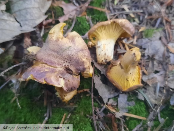 Cantharellus amethysteus