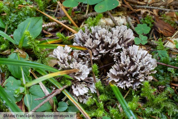 Thelephora