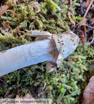 Amanita huijsmanii