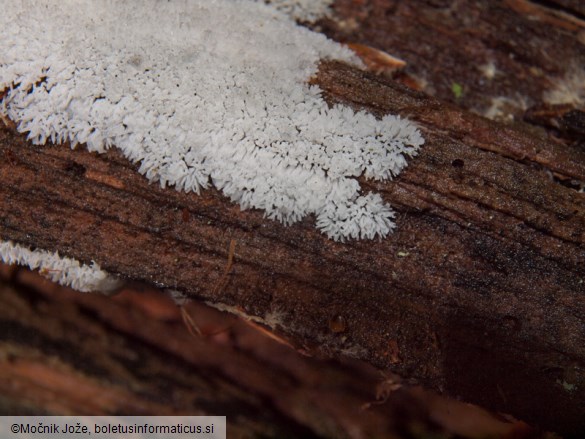 Ceratiomyxa fruticulosa