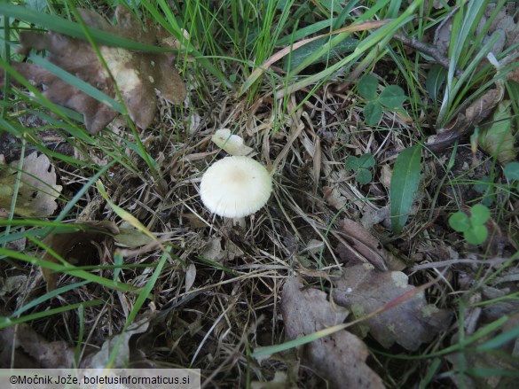 Agrocybe praecox