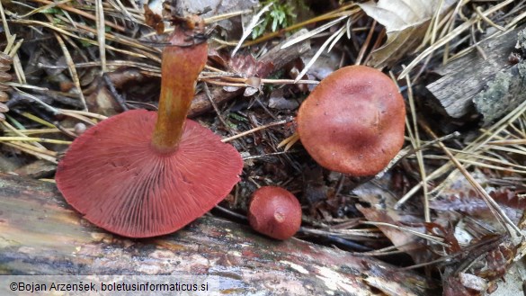 Cortinarius purpureus