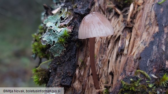 Mycena purpureofusca