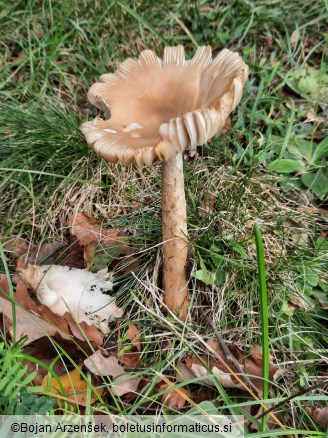 Amanita lividopallescens