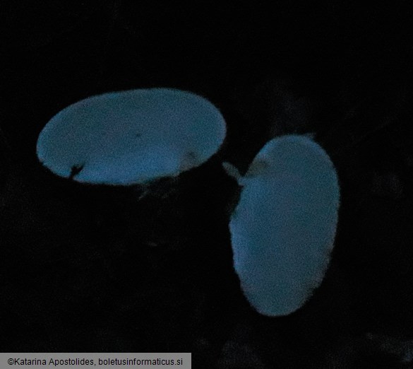 Scleroderma citrinum