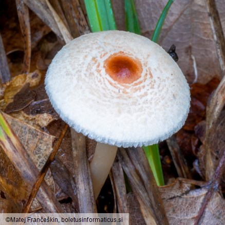 Lepiota cristata