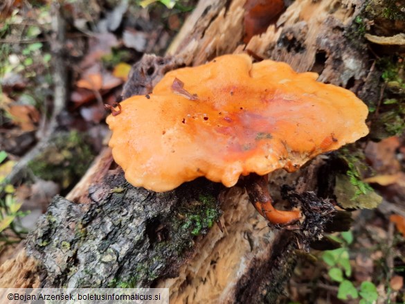 Hygrophoropsis aurantiaca