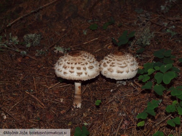 Chlorophyllum rachodes