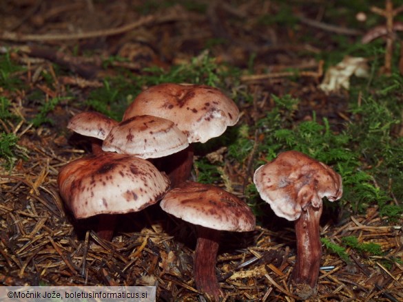 Hygrophorus capreolarius