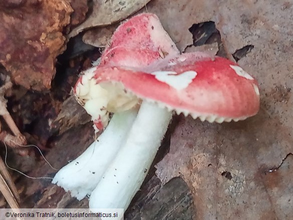 Russula emetica