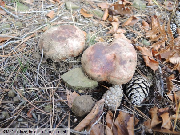 Tricholoma colossus