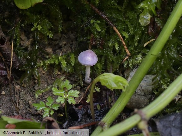 Cystolepiota bucknallii