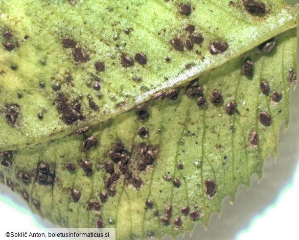 Uromyces minor