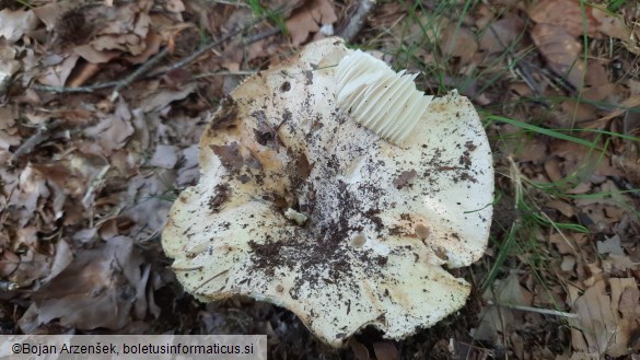 Russula delica