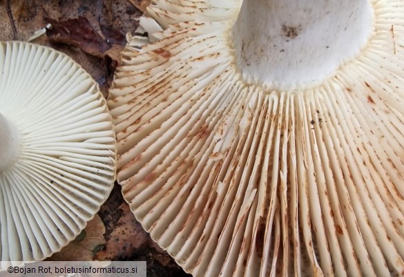 Russula praetervisa