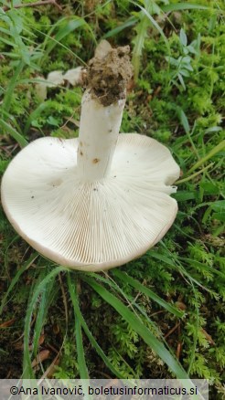 Russula heterophylla