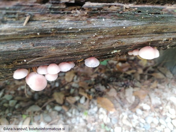 Mycena inclinata