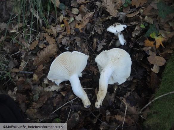 Hygrophorus penarius