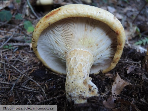 Lactarius intermedius