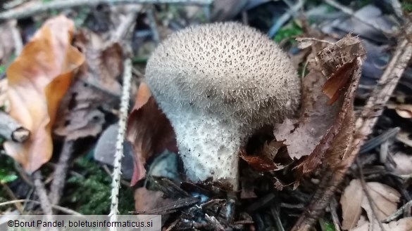 Lycoperdon umbrinum