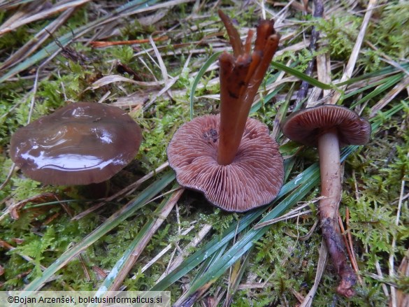 Phaeocollybia festiva