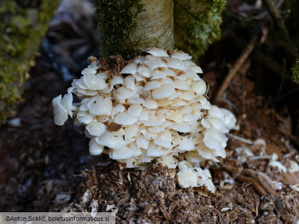 Flammulina filiformis