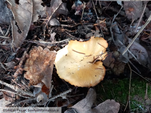 Cantharellus cibarius