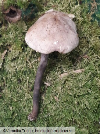 Cystolepiota bucknallii