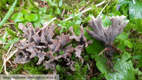 Thelephora palmata