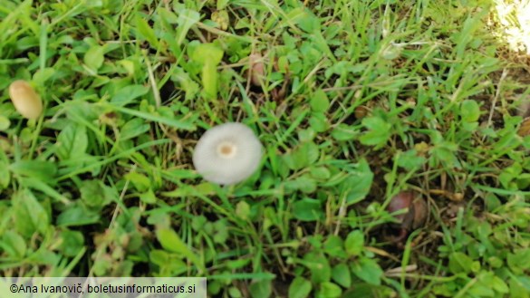 Coprinus plicatilis