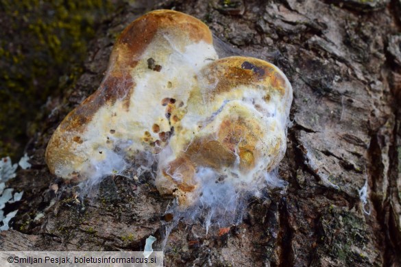 Phellinus pomaceus