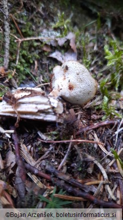 Polyporus tuberaster