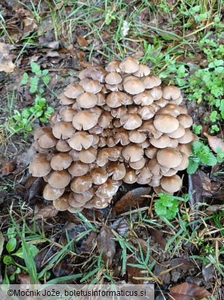 Psathyrella multipedata