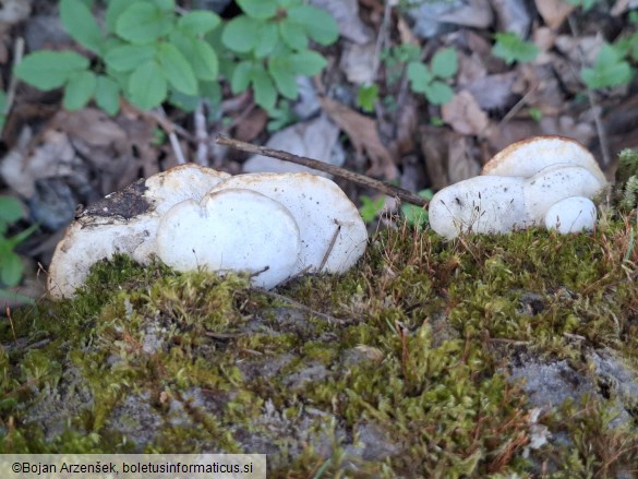 Trametes suaveolens