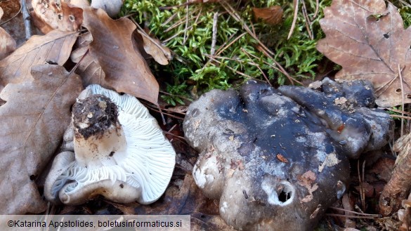 Hygrophorus marzuolus