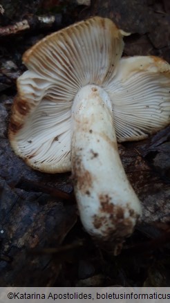 Russula grata