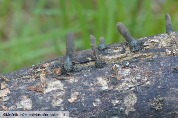 Xylaria longipes