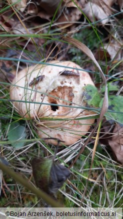 Lactarius deterrimus