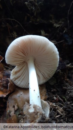 Volvariella murinella