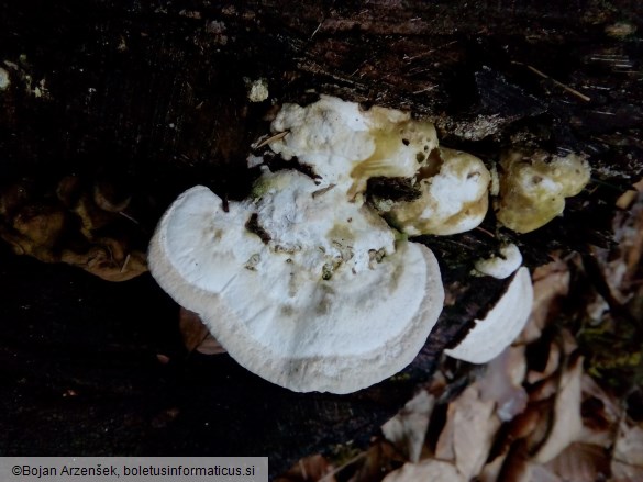 Trametes gibbosa