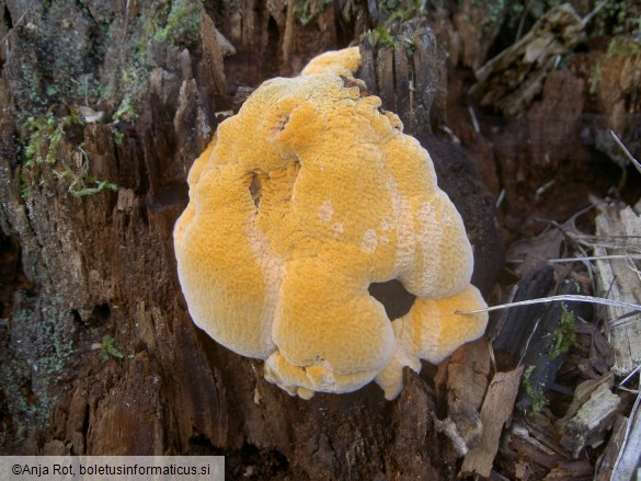 Gloeophyllum odoratum