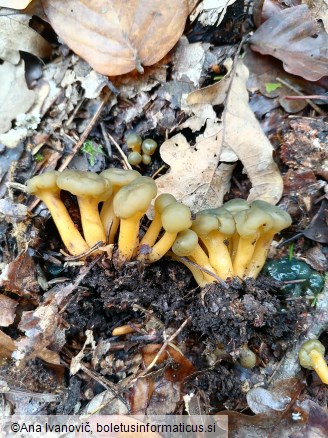 Leotia lubrica