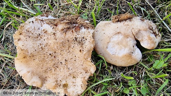 Lignomyces vetlinianus