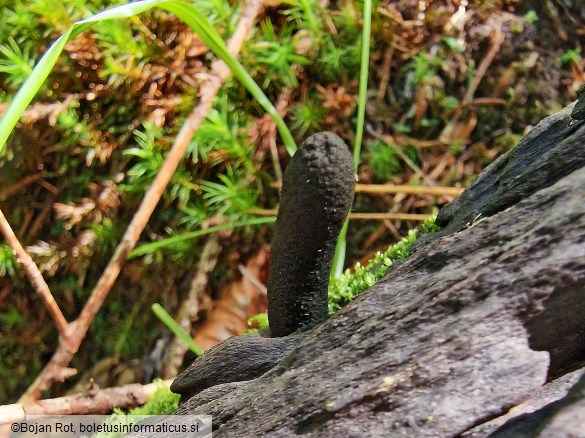 Xylaria longipes
