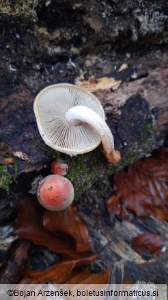 Hypholoma sublateritium