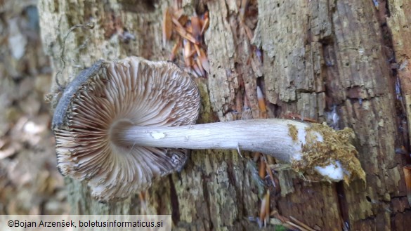 Pluteus atromarginatus